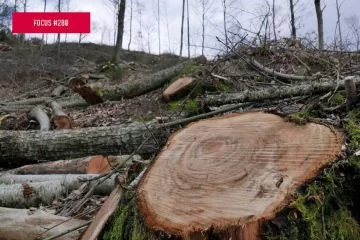 Controlli e illeciti forestali 2018-2024: il contributo dei dati del CUFAA